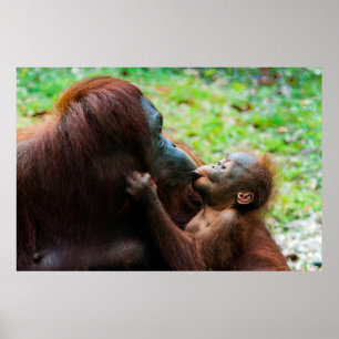 Orang-Utan Mutter und Baby Poster