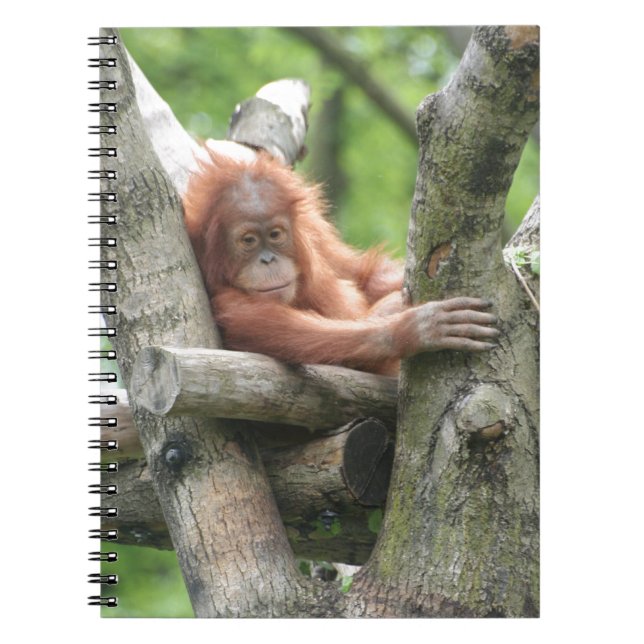Orang-Utan Notizblock (Vorderseite)