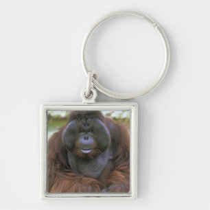 Orang-Utan Pongo Pygmaeus Schlüsselanhänger