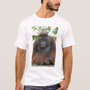Orang-Utan Pongo Pygmaeus T-Shirt