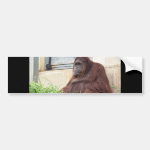 Orang-Utan Porträt Autoaufkleber