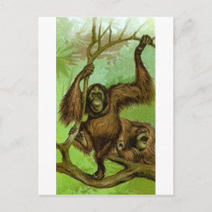 Orang-Utan Postkarte