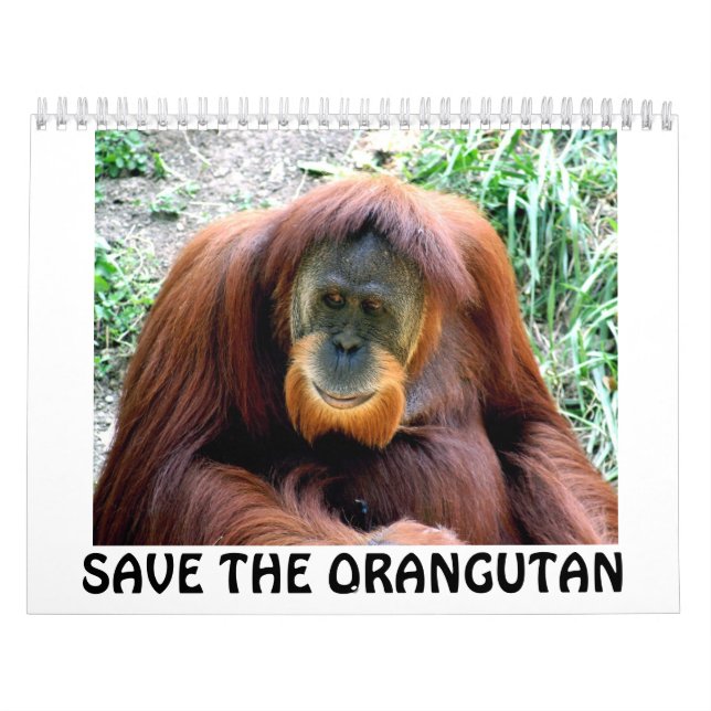 Orang-Utan, RETTEN DEN ORANG-UTAN Kalender (Titelbild)