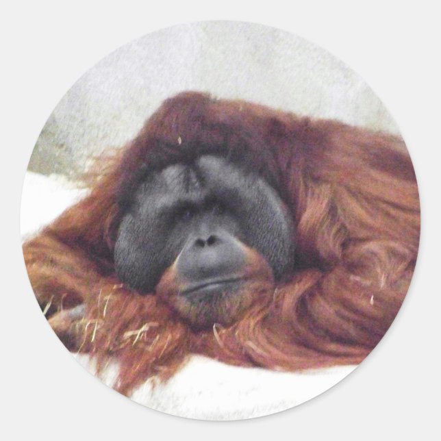Orang-Utan Runder Aufkleber (Vorderseite)