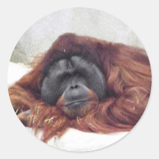 Orang-Utan Runder Aufkleber