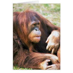 Orang-Utan Stützen