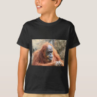 Orang-Utan