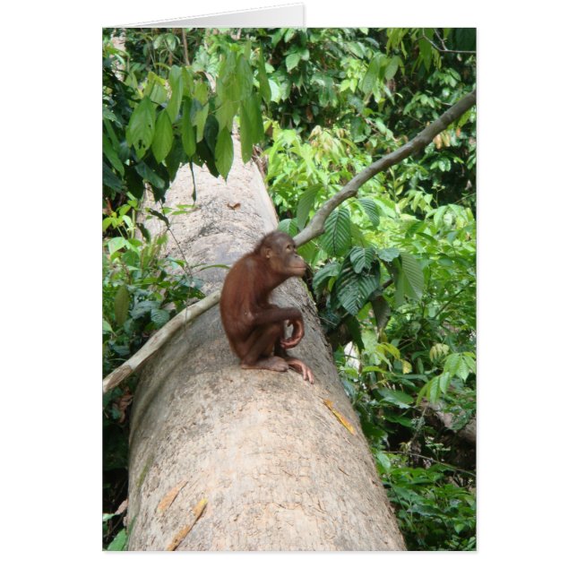 Orang-Utan vergisst (Vorne)