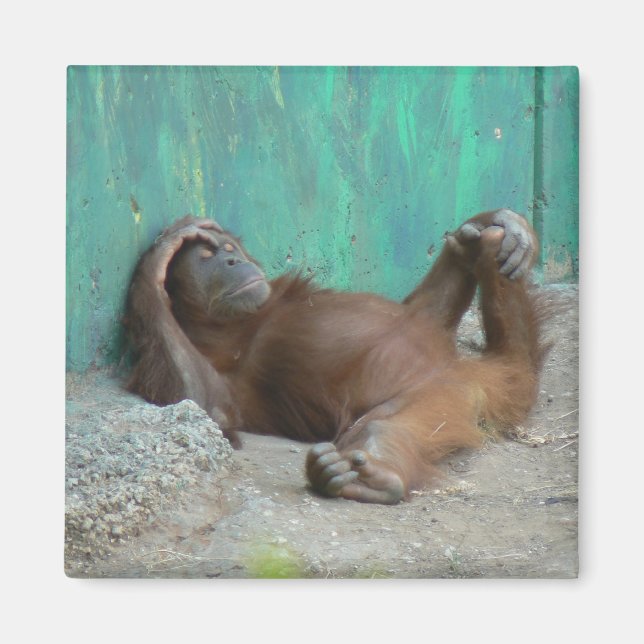 Orang-Utang-Baby Magnet (Vorne)