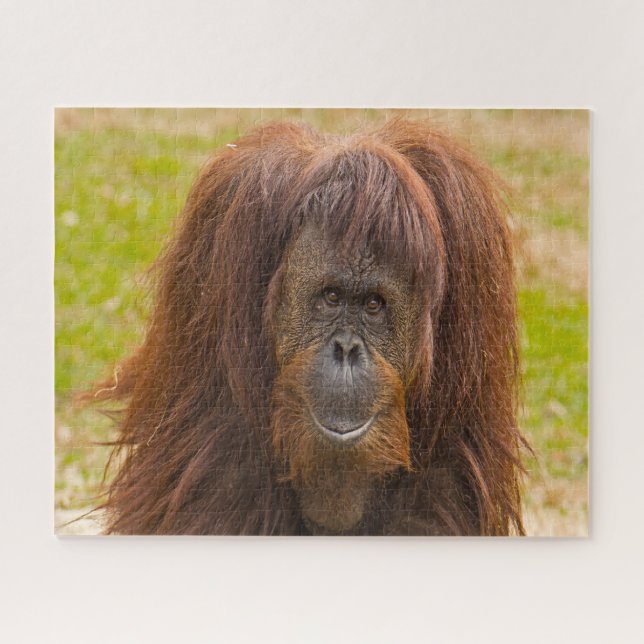 Orang-Utans. (Horizontal)