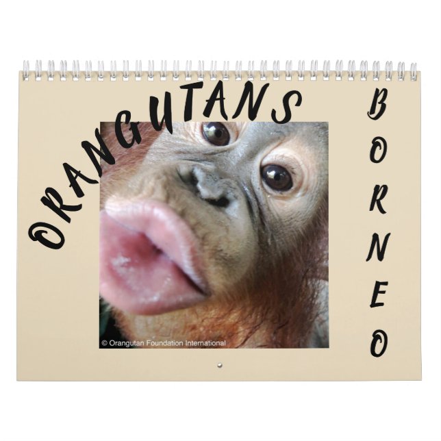 Orang-Utans im Regenwald Kalender (Titelbild)