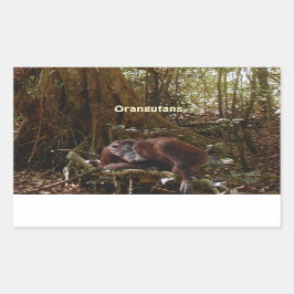 Orang-Utans u. Dschungel-großer Rechteckiger Aufkleber