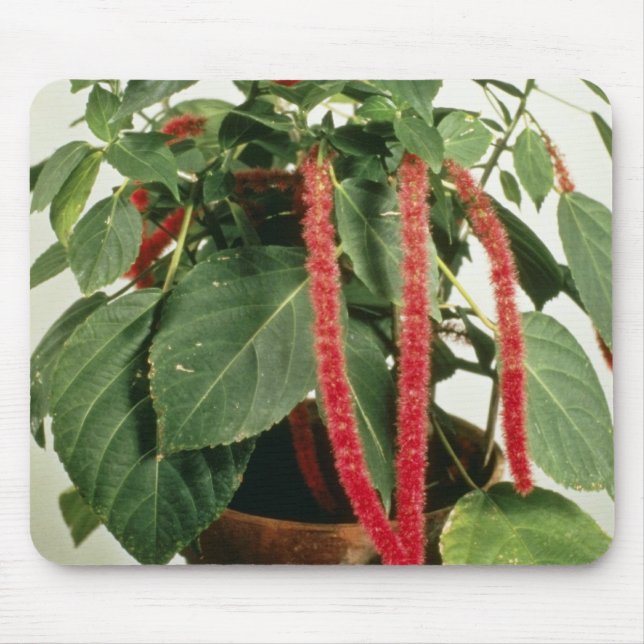 Orange Acalypha Hispida Chenille-Pflanzen-Blumen Mousepad (Vorne)