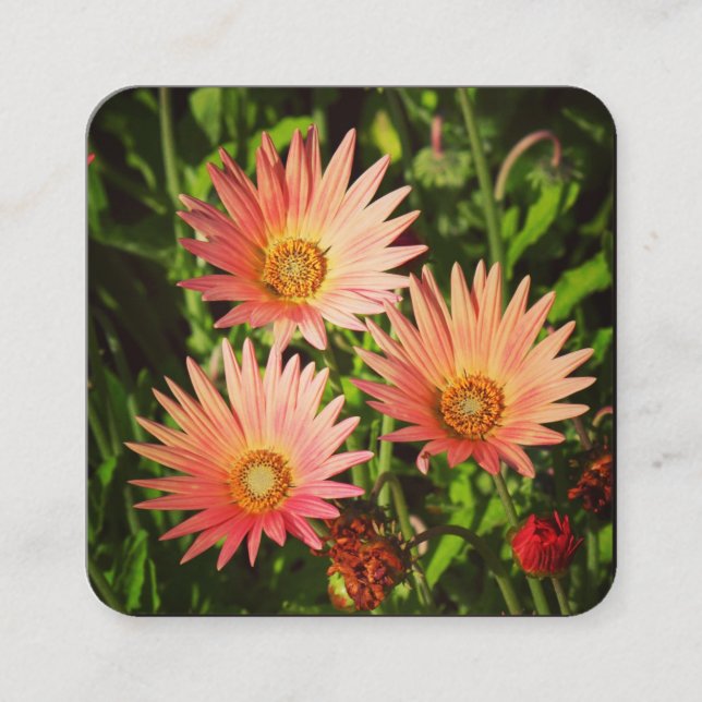 Orange African Daisies Quadratische Visitenkarte (Vorderseite)