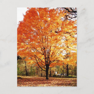 Orange Ahornblätter Thanksgiving Postkarte