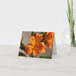 Orange Alstroemeria Lily Karte