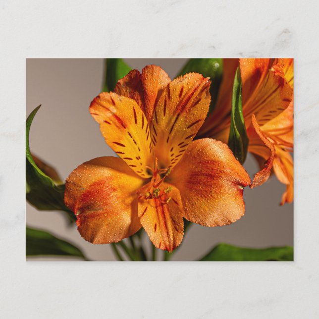 Orange Alstroemeria Lily Postkarte (Vorderseite)