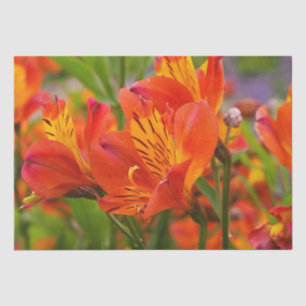 Orange Alstroemeria (Peruanische Lilie) Tissue Seidenpapier