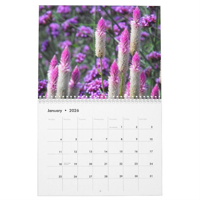 Orange Amaryllis Kalender (Jan 2026)