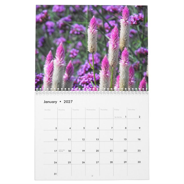 Orange Amaryllis Kalender (Jan 2027)