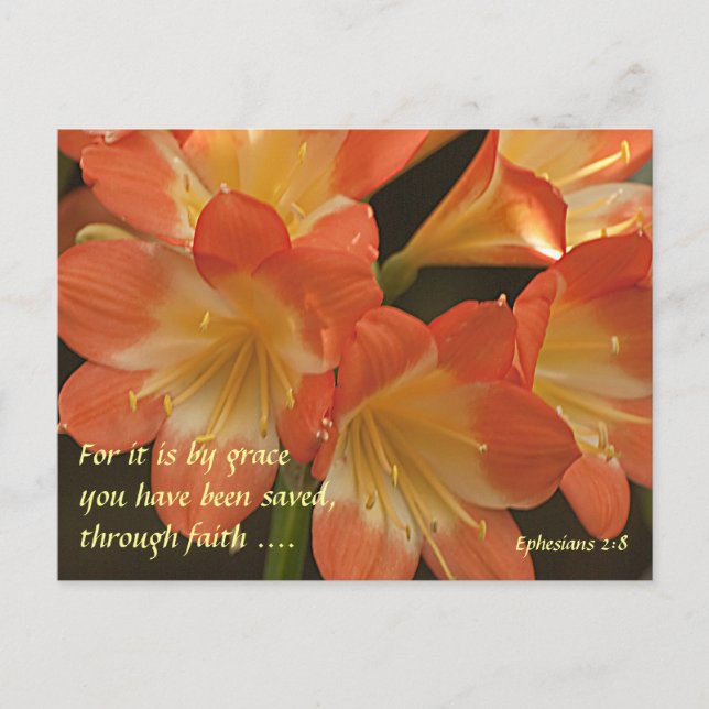 Orange Amaryllis Postkarte (Vorderseite)