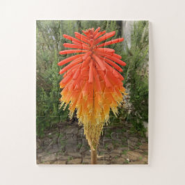 Orange and Yellow Flower