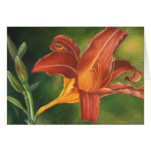 Orange asiatische Lilie