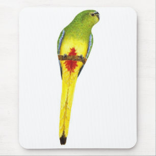 Orange-aufgeblähter Papagei - Neophema Mousepad
