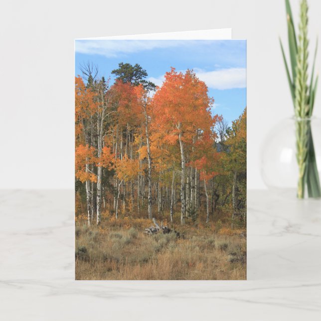 Orange Automne Aspen Toutes les occasions Carte de (Devant)