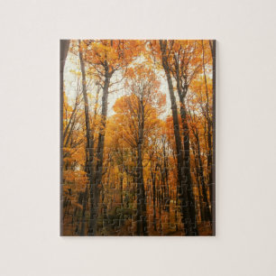 Orange Autumn Forest