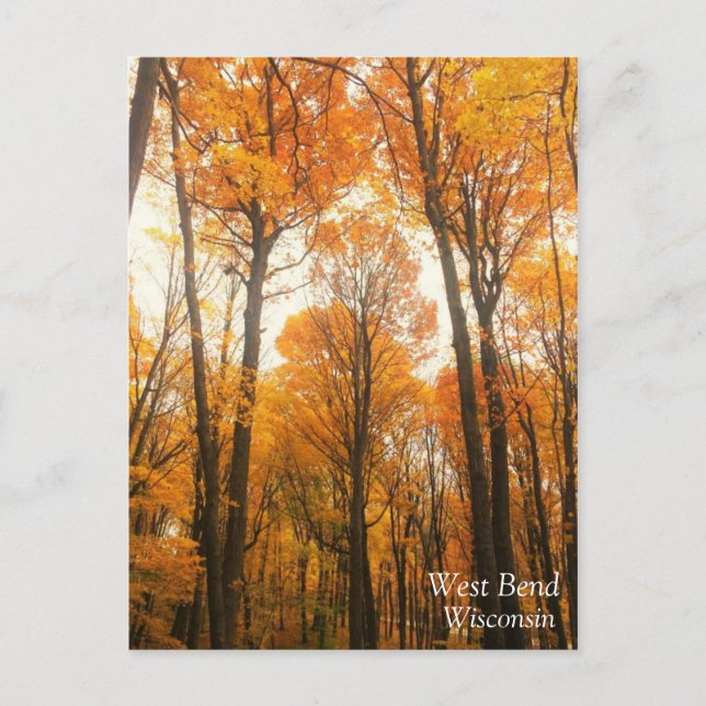 Orange Autumn Forest Postkarte (Vorderseite)