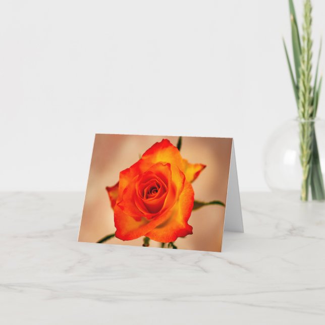 Orange avec une pointe de rose jaune carte de voeu (Devant)