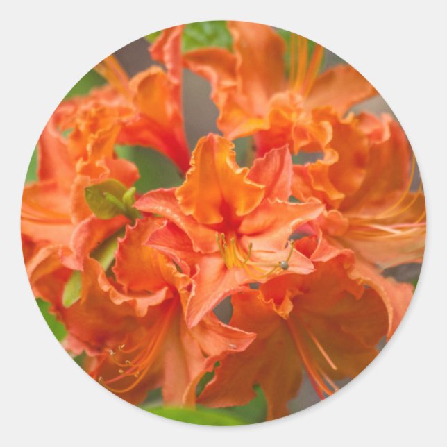 Orange Azalea Blume Runder Aufkleber (Vorderseite)