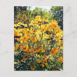 Orange Azalea Postkarte