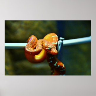 Orange Ball Python Poster