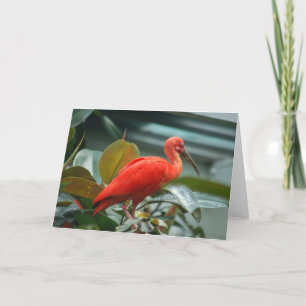 Orange Bird Karte