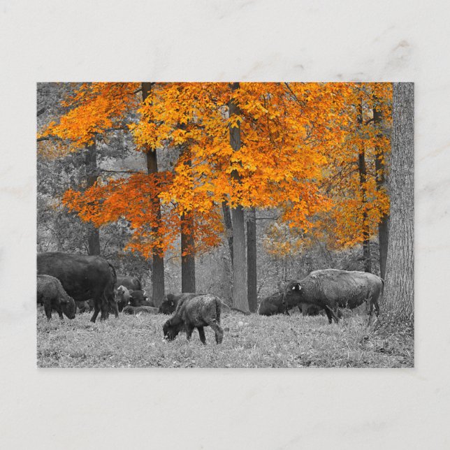 Orange Bison Postkarte (Vorderseite)