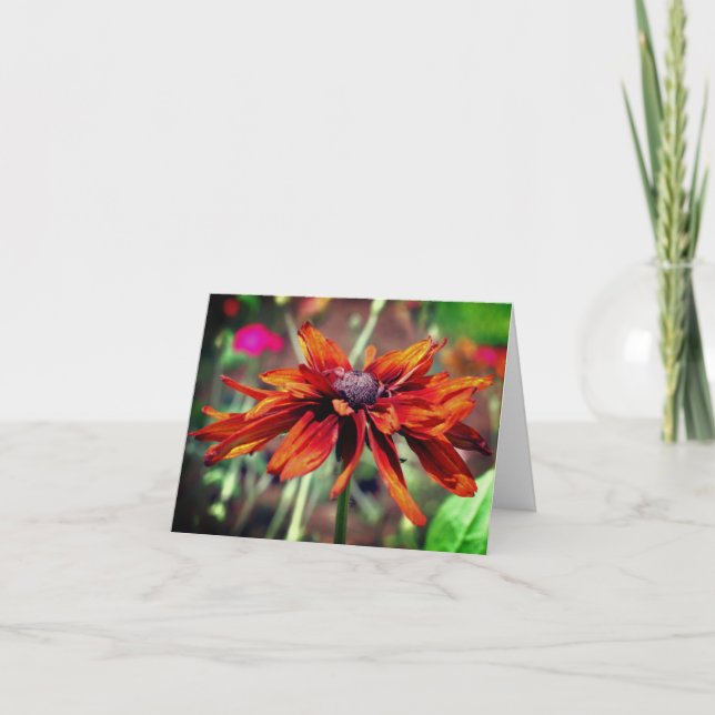 Orange Black Mit Augen Susan Blume Blank Note Card Dankeskarte (Vorderseite)