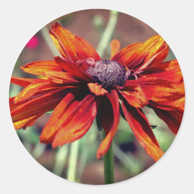 Orange Black Mit Augen Susan Blume  Runder Aufkleber (Vorderseite)