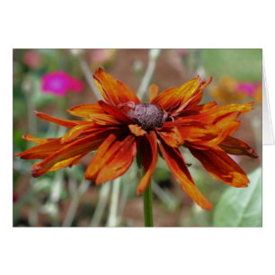 Orange Black Mit Augen Susan Flower Fotocard