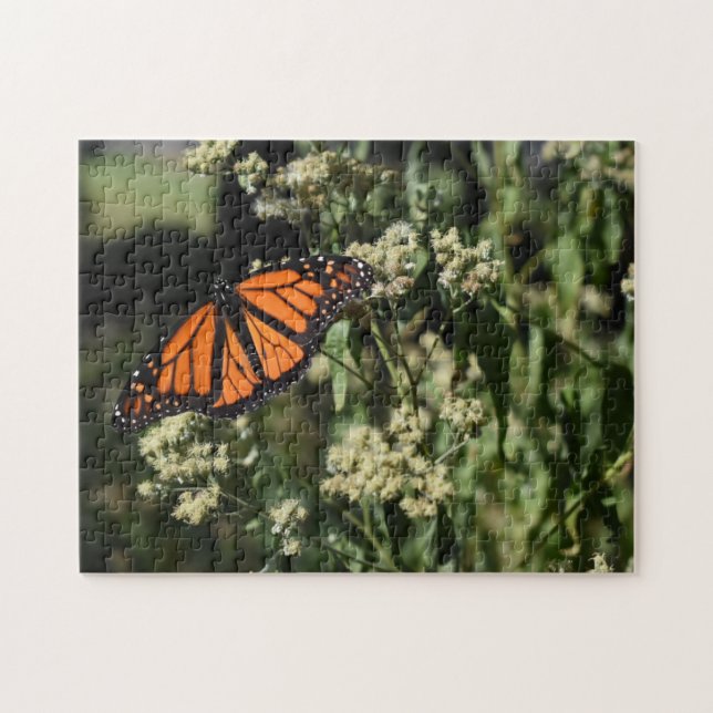 Orange Black Monarch Butterfly Naturfotografie (Horizontal)