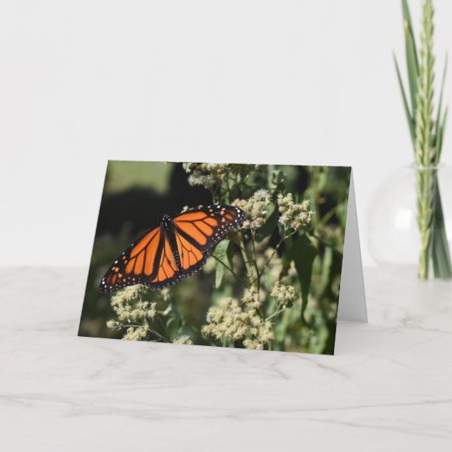 Orange Black Monarch Butterfly Naturfotografie Karte (Vorderseite)