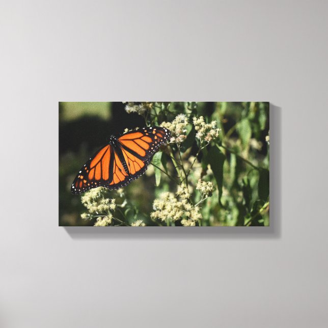 Orange Black Monarch Butterfly Naturfotografie Leinwanddruck (Vorderseite)