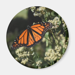 Orange Black Monarch Butterfly Naturfotografie Magnet