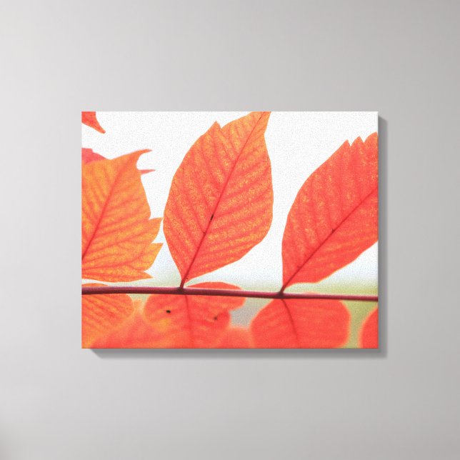 Orange-Blätter im Herbst Leinwanddruck (Vorderseite)