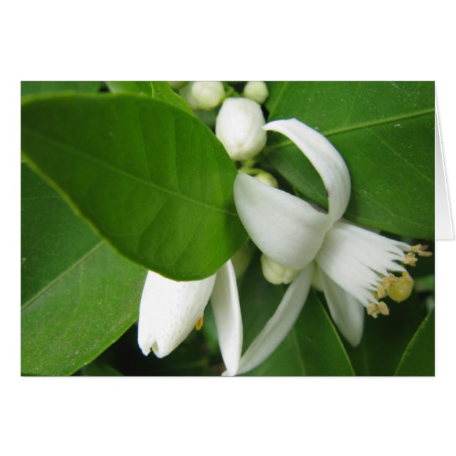 Orange Blossom (Devant horizontal)