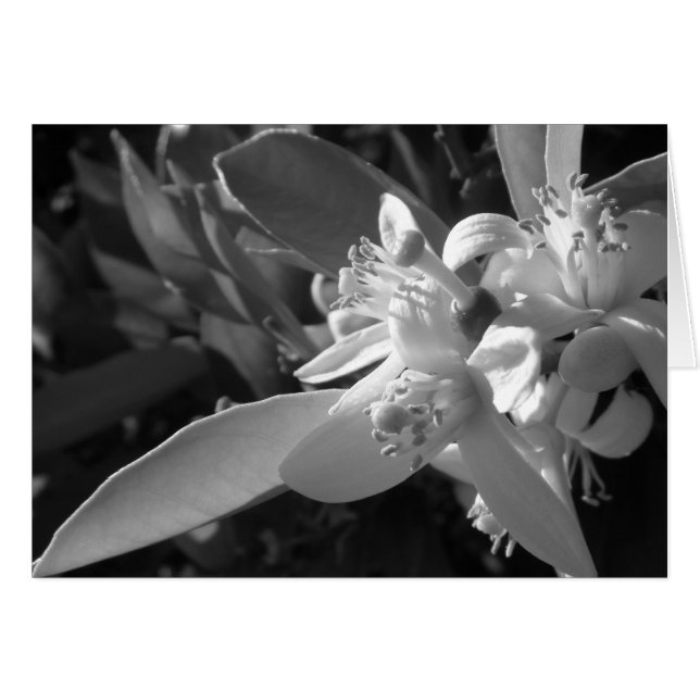 Orange Blossom Card (Vorderseite (Horizontal))