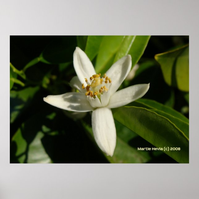 Orange Blossom Poster (Vorne)