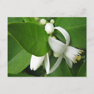 Orange Blossom Postkarte