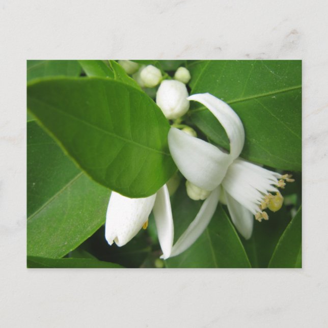 Orange Blossom Postkarte (Vorderseite)